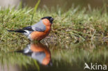 Eurasian Bullfinch (Pyrrhula pyrrhula)