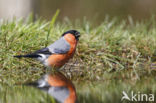 Eurasian Bullfinch (Pyrrhula pyrrhula)