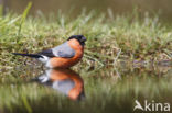 Eurasian Bullfinch (Pyrrhula pyrrhula)