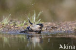 Eurasian Bullfinch (Pyrrhula pyrrhula)