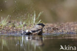 Eurasian Bullfinch (Pyrrhula pyrrhula)