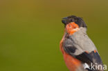 Eurasian Bullfinch (Pyrrhula pyrrhula)