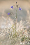 Harebell