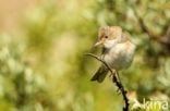 Greater Whitethroat (Sylvia communis)