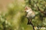 Greater Whitethroat (Sylvia communis)