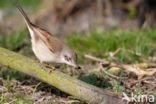 Greater Whitethroat (Sylvia communis)