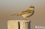 Meadow Pipit (Anthus pratensis)