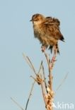 Fan-tailed Warbler