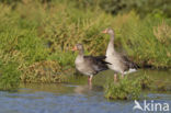 Grauwe Gans (Anser anser)