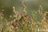 Grauwe Gors (Miliaria calandra)