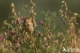 Grauwe Gors (Miliaria calandra)