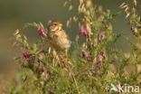 Corn Bunting (Miliaria calandra)