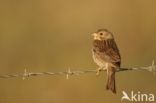 Corn Bunting (Miliaria calandra)