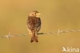 Corn Bunting (Miliaria calandra)