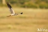 Montagu s Harrier (Circus pygargus)