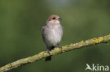 Red-backed Shrike (Lanius collurio)