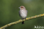 Grauwe Klauwier (Lanius collurio)