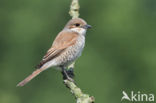 Grauwe Klauwier (Lanius collurio)