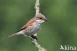 Grauwe Klauwier (Lanius collurio)