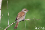 Grauwe Klauwier (Lanius collurio)