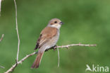 Red-backed Shrike (Lanius collurio)