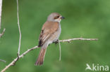 Red-backed Shrike (Lanius collurio)