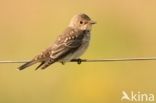 Grauwe Vliegenvanger (Muscicapa striata)