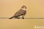 Spotted Flycatcher (Muscicapa striata)