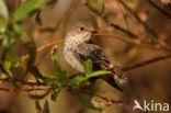 Grauwe Vliegenvanger (Muscicapa striata)