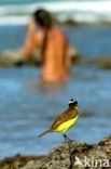 Great Kiskadee (Pitangus sulphuratus)