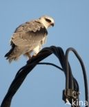 Black-shouldered Kite (Elanus caeruleus)