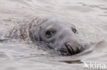 Grey Seal (Halichoerus grypus)