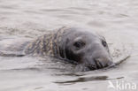 Grey Seal (Halichoerus grypus)