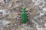 Groene zandloopkever (Cicindela campestris)