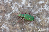 Groene zandloopkever (Cicindela campestris)