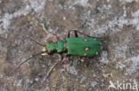 Groene zandloopkever (Cicindela campestris)