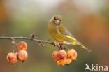 European Greenfinch (Carduelis chloris)