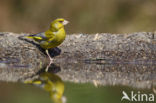 Groenling (Carduelis chloris)