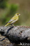 Groenling (Carduelis chloris)