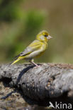 Groenling (Carduelis chloris)