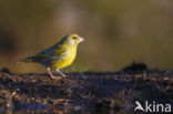 Groenling (Carduelis chloris)