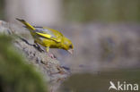 Groenling (Carduelis chloris)