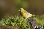 Groenling (Carduelis chloris)