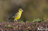 Groenling (Carduelis chloris)