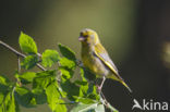 Groenling (Carduelis chloris)