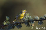 Groenling (Carduelis chloris)