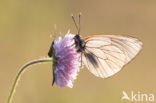 Groot geaderd witje (Aporia crataegi)