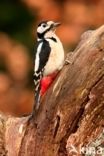 Great Spotted Woodpecker (Dendrocopos major)