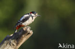 Grote Bonte Specht (Dendrocopos major)
