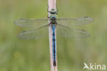 Grote keizerlibel (Anax imperator)